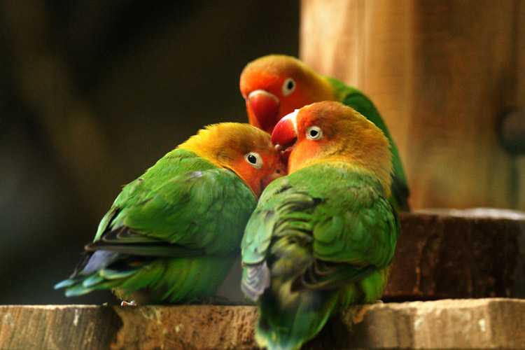 ボタンインコ