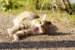 おやすみ