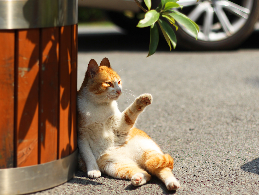 中国語で「猫」を語りたい！ネコ派のための特集｜発音付